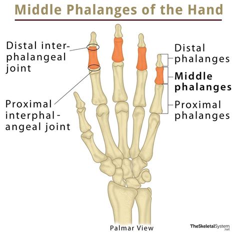 Middle Phalanx: Definition, Location, Anatomy, Diagram