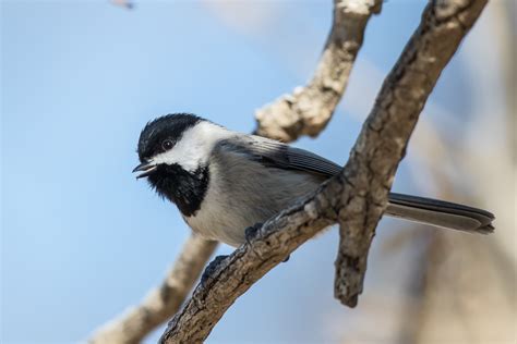 Carolina Chickadee (Poecile carolinensis)