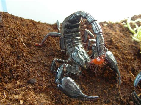 Black Scorpion HD Wallpapers - HD Wallpapers Blog