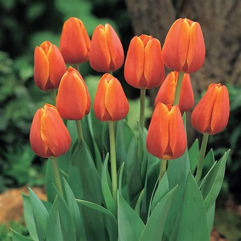 White Flower Farm Orange Perennial Tulip | White Flower Farm