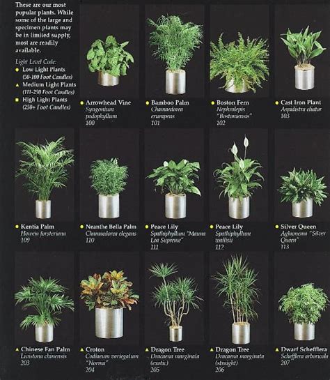 Office Cubicle Plants