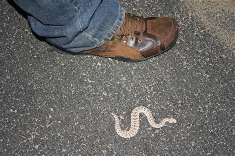 Are Baby Rattlesnakes More Poisonous? (Myths vs facts)