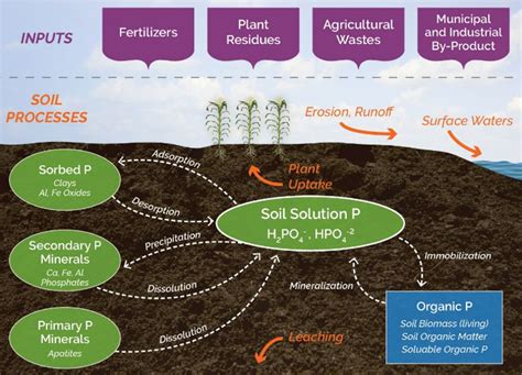 Phosphorus Behavior in Soil | Pioneer® Seeds