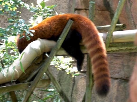 Red Panda Tail | Flickr - Photo Sharing!