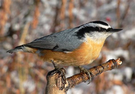 Bird of the Month: Red-breasted Nuthatch - The Rock Pile Garden Center