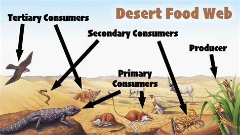 Desert Food Web Diagram | Images and Photos finder