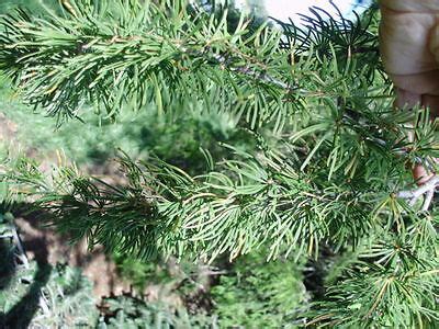 20 GOLDEN LARCH SEEDS Pseudolarix amabilis Tree Seeds