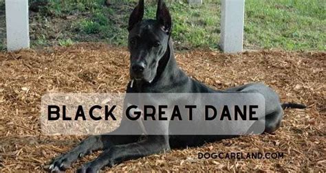 Black Great Dane: Elegance and Grace in a Majestic Coat