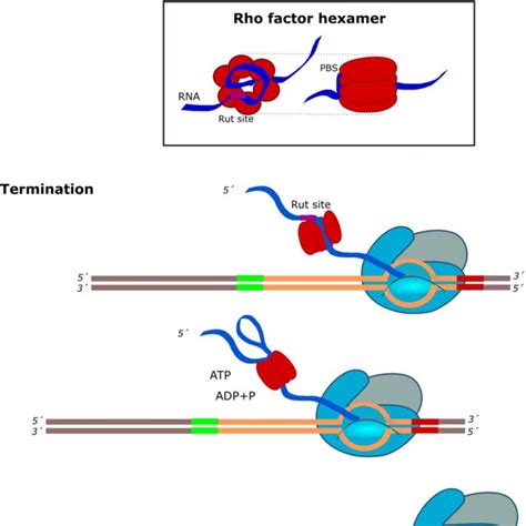 Graphic representation of Rho-dependent transcription termination ...