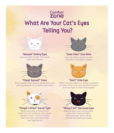 Cat Eye Meaning: Reading your Cat's Eyes | Comfort Zone