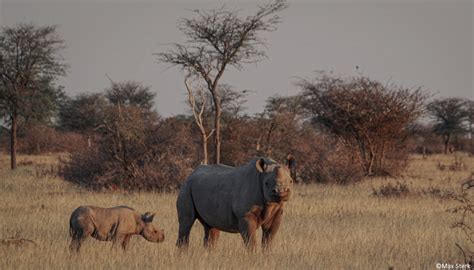 Black rhino habitat use, home ranges, and spatial distribution in the ...