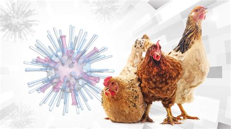 Alerta por el virus de influenza aviar H5N1 - Gaceta UNAM