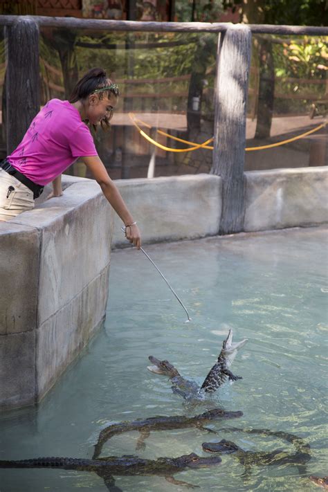 Feed the Alligators at Sarasota Jungle Gardens! | Sarasota jungle ...