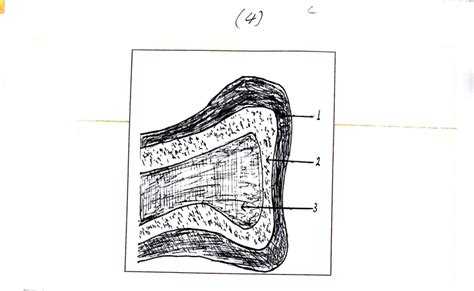 Layersof the bone marrow: • Stem cells layer • Differential ...