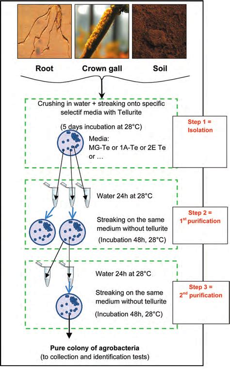 Flow diagram for obtaining a pure culture of agrobacteria. At least two ...