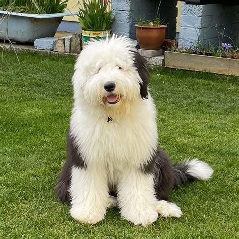 16 Facts About Raising and Training Old English Sheepdogs