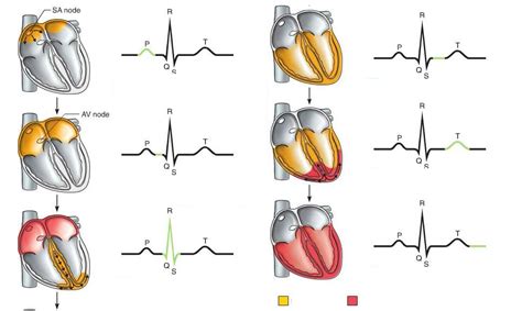 Cardiac Action Potential: The Depolarization and Repolarization of the ...