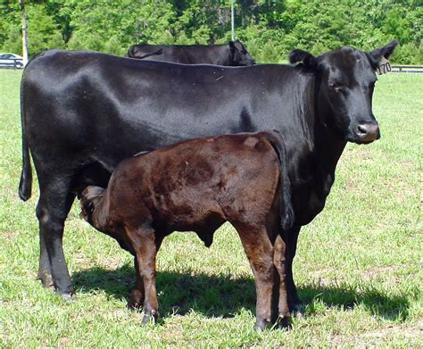 Beef Cattle | Panhandle Agriculture