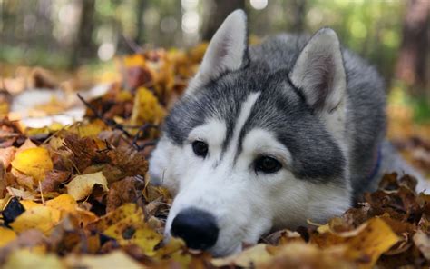 Autumn Animals HD Wallpapers - Wallpaper Cave