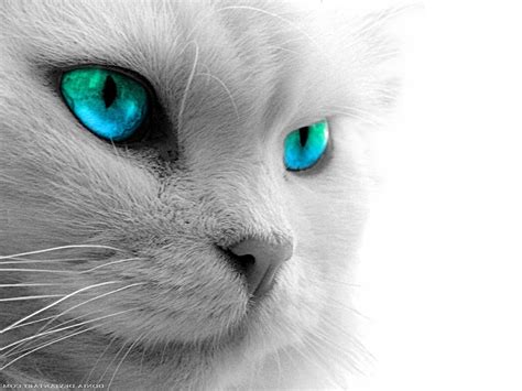 Black Cat Eyes Wallpapers - Top Free Black Cat Eyes Backgrounds ...