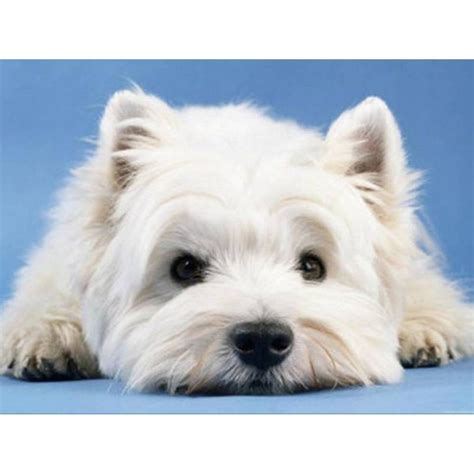 🔥 Free download Free Westie Puppy Wallpaper Download The Free Westie ...