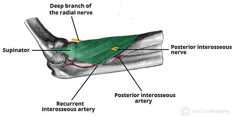 The Radial Nerve - Course - Motor - Sensory - TeachMeAnatomy