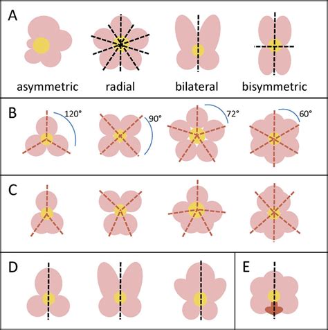 Symmetry in diverse flower shapes. (A) Asymmetrical flowers have no ...