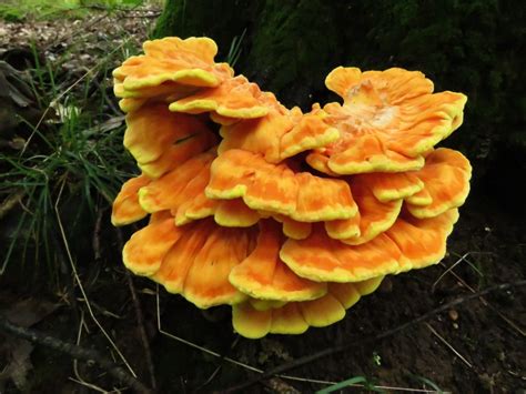 Chicken of the Woods – Oakland County Blog