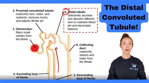 Distal Convoluted Tubule Diagram