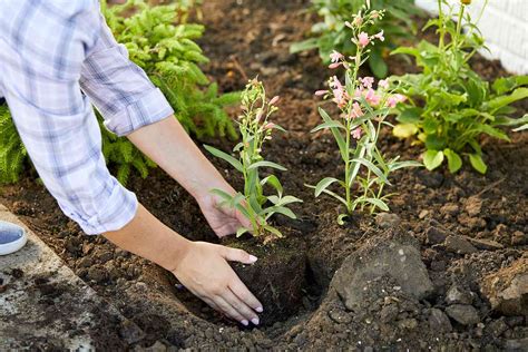 How to Create a No-Dig Flowerbed for an Easy Start to a Garden