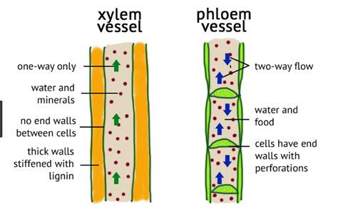 XYLEM (Tagalog)