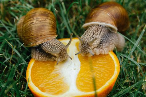 "Helix Pomatia" AKA Escargot or Roman snails - A Couple of Pet Snails ...