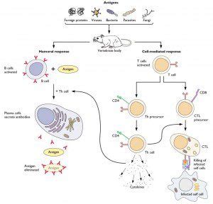 Adaptive immune defenses