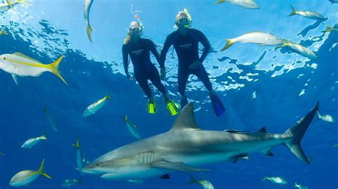 Snorkeling Adventure in Bahamas with Tropical Reefs & Sharks