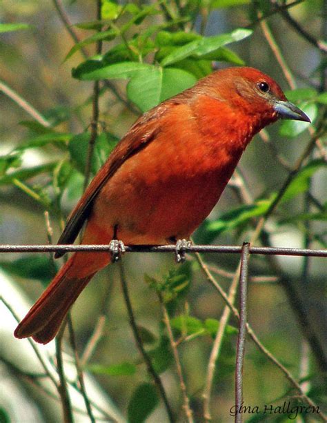 Hepatic Tanager.jpg photo - Gus Hallgren photos at pbase.com