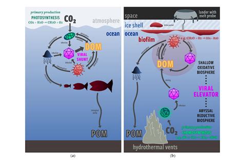 Modeling Virus and Bacteria Populations in Europa’s Subsurface Ocean ...