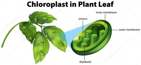 Schema che mostra cloroplasto in foglia vegetale - Grafica Vettoriale ...