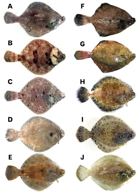 Species New to Science: [Ichthyology • 2016] Redescriptions of Two ...