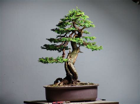 Spruce Tree Bonsai | Picea - Exciting #1 Care Guide!