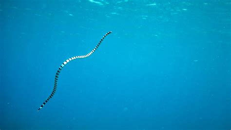 Sea Snake vs Eel: What's the Difference? - Scuba.com