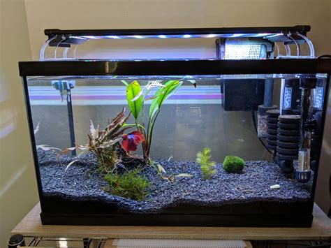 10 gallon Betta community tank with otocinclus, chili rasbora, and ...