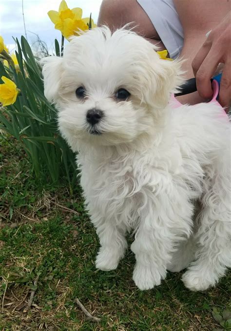 Maltese pupp #maltese puppy | Teacup puppies maltese, Maltese dogs ...