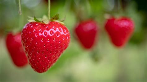 How to grow strawberries from a strawberry | Homes & Gardens