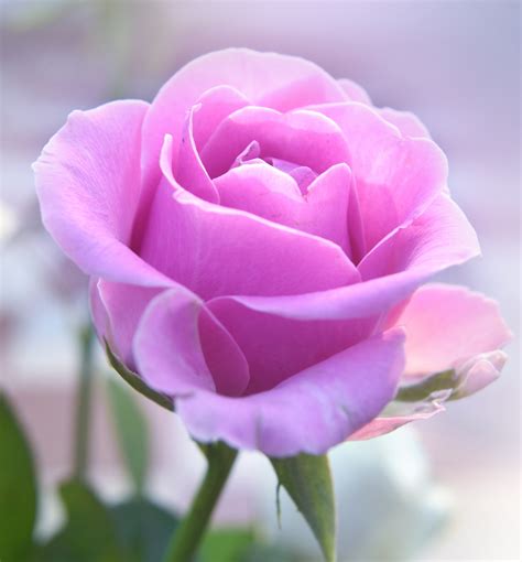 Pink Rose Free Stock Photo - Public Domain Pictures