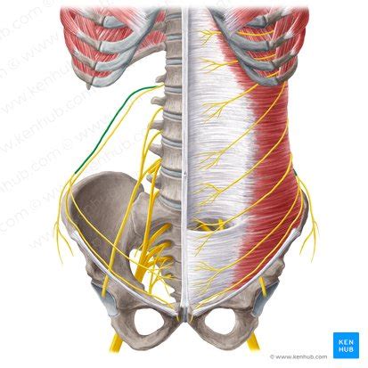 Musculus psoas major: Anatomie, Funktion und Klinik | Kenhub