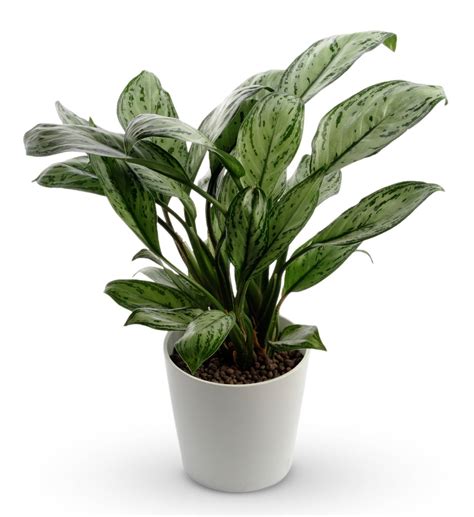 Chinese Evergreen Plant | Avas Flowers