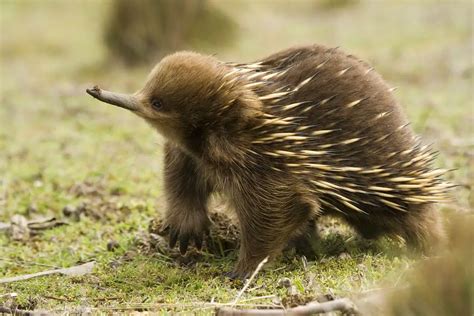 Echidna Facts - Animal Facts Encyclopedia