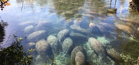 Three Sisters Springs, Crystal River | Roadtrippers