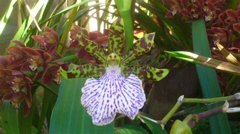 Orchid Garden in Madeira