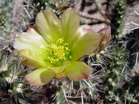 cactus -6186 | Palm Springs California | Gary D Hall | Flickr